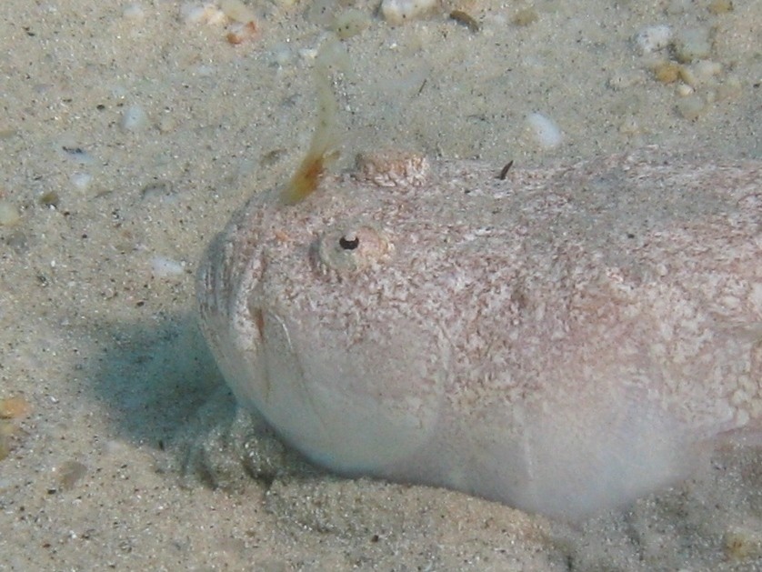 Uranoscopus scaber (Pesce prete)